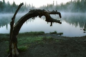 Important  Dead Tree